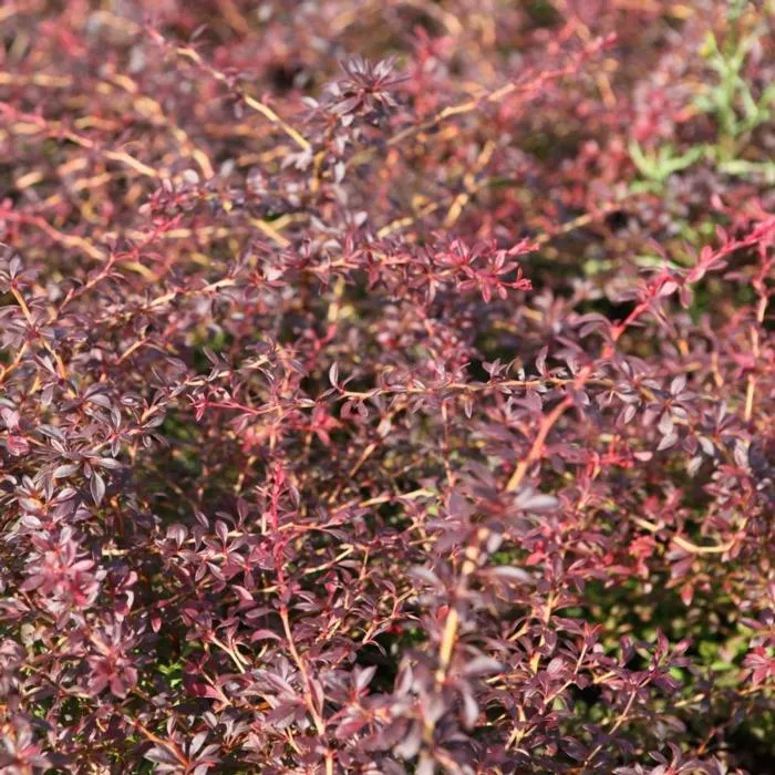 Berberis thunbergii 'Orange Dream'