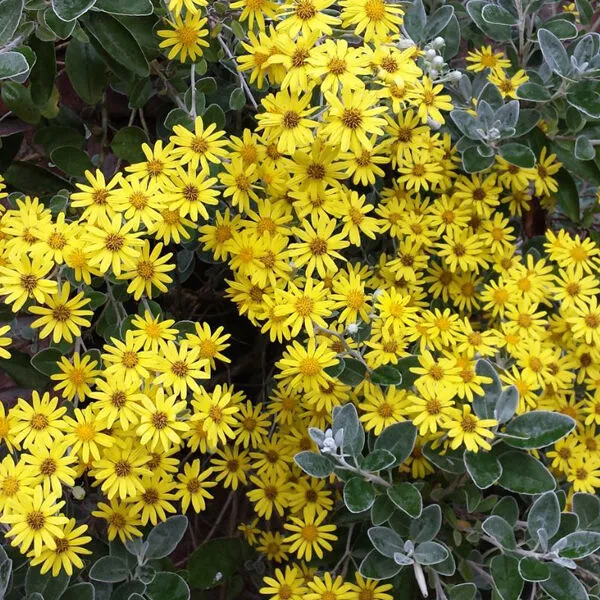 Brachyglottis 'Sunshine'