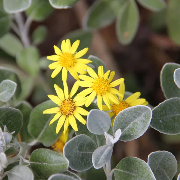 Brachyglottis 'Sunshine'