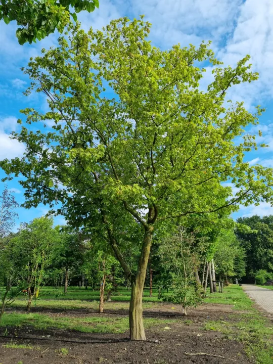 Carpinus betulus
