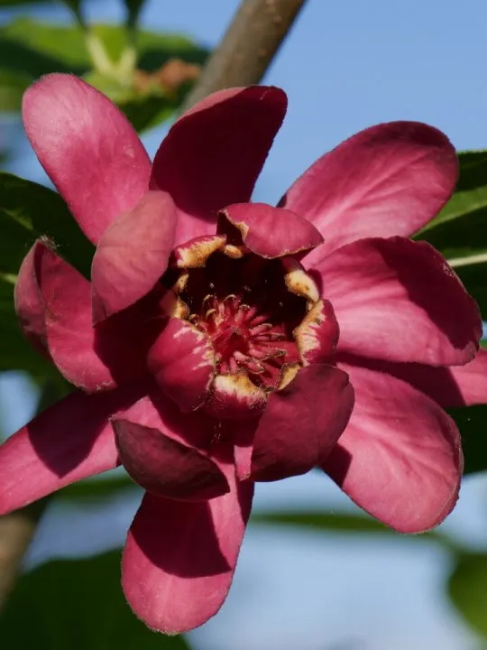 Calycanthus floridus 'Aphrodite'