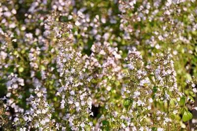 Calamintha nepeta nepeta