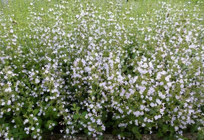 Calamintha nepeta nepeta Calamintha nepeta nepeta