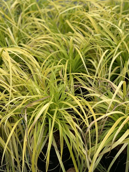 Carex oshimensis 'Everillo'