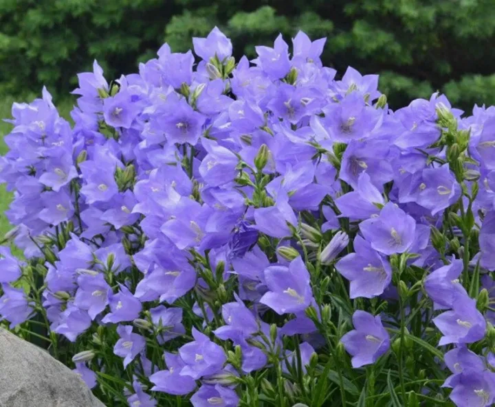 Campanula persicifolia 'Blue'