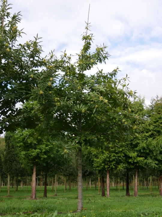 Castanea sativa