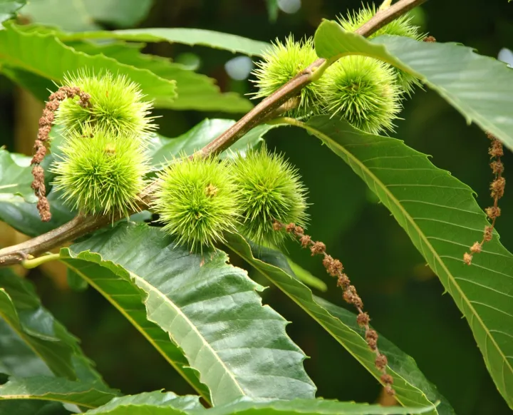 Castanea sativa