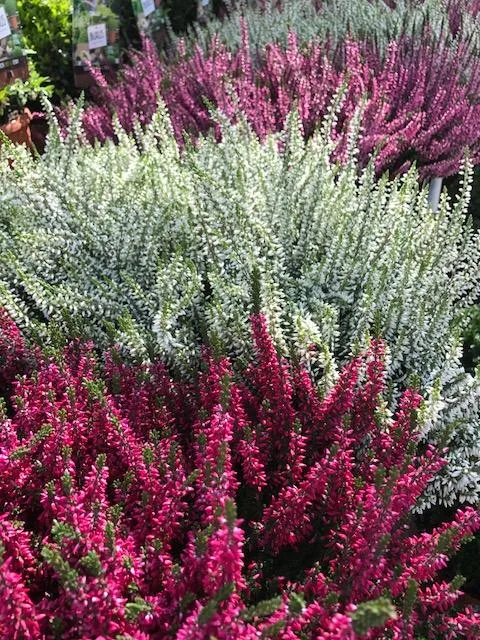 Calluna vulgare 'High Five' Calluna vulgare 'High Five'