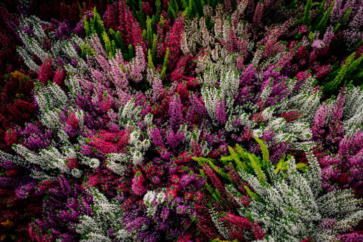 Calluna vulgare 'Garden Girls'