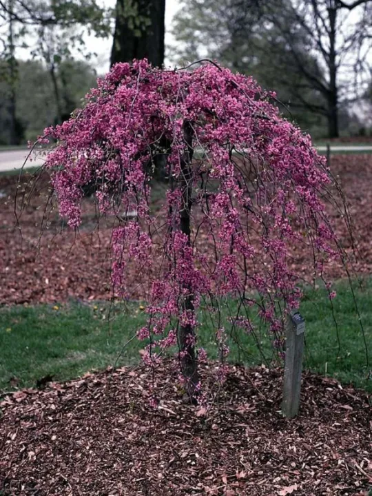 Cercis canadensis 'Lavender Twist'