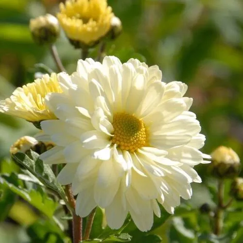 Chrysanthemum hybride 'Poesie' Chrysanthemum hybride 'Poesie'