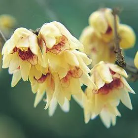 Chimonanthus praecox