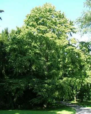 Corylus colurna