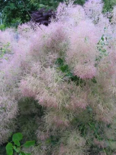Cotinus coggygria 'Young Lady' ®