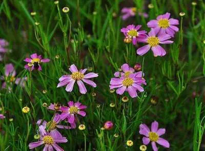 Coreopsis rosea 'American dream'