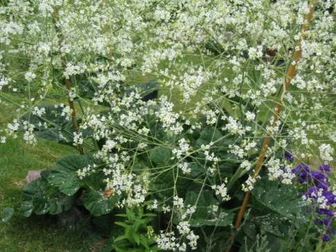Crambe cordifolia