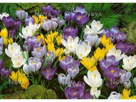 Crocus vernus mix Y