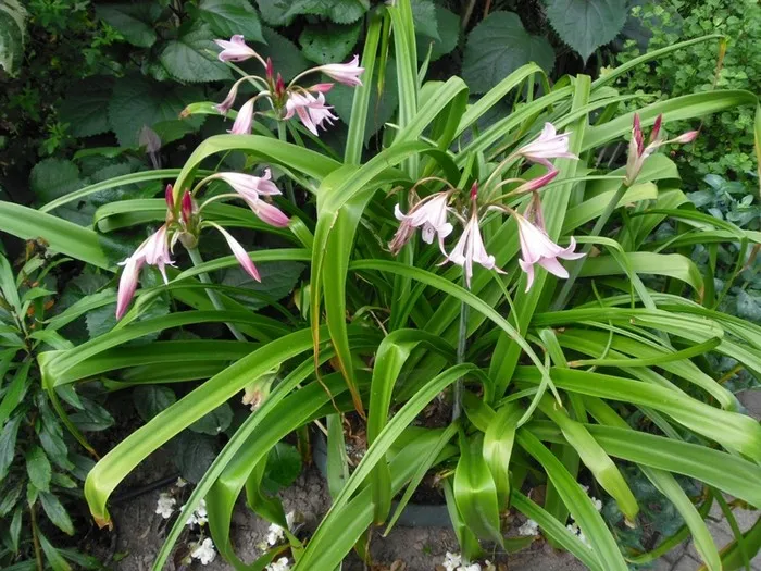 Crinum powellii