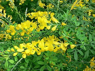 Cytisus racemosus 