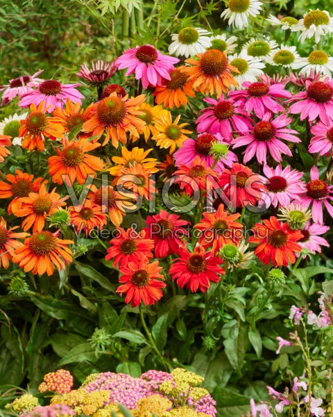 Echinacea mix