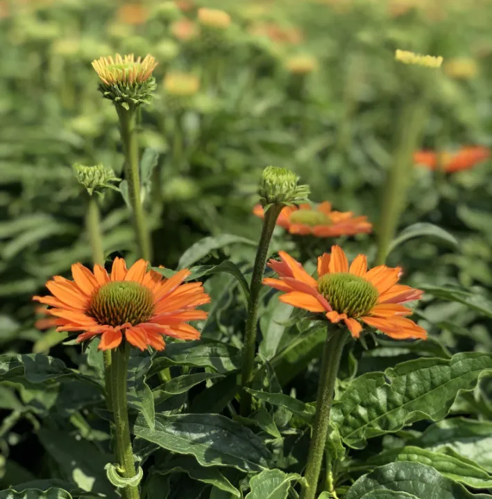 Echinacea purpurea 'Sunseekers Pumpkin Pie'