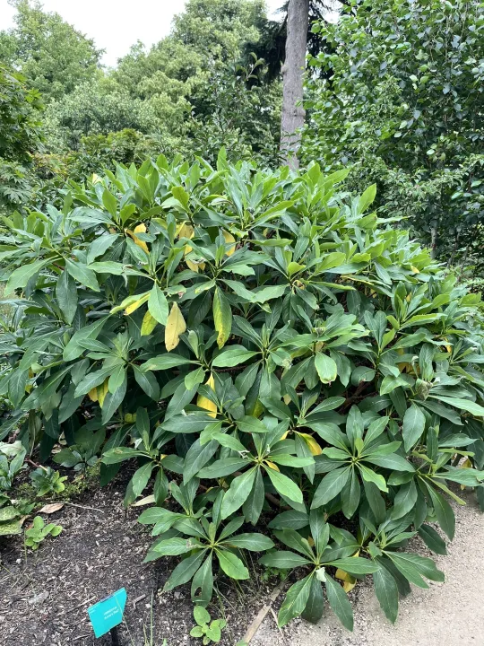 Edgeworthia chrysantha 'Grandiflora'