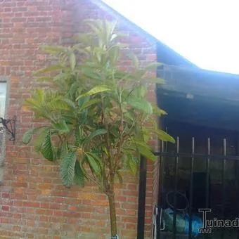 Eriobotrya japonica