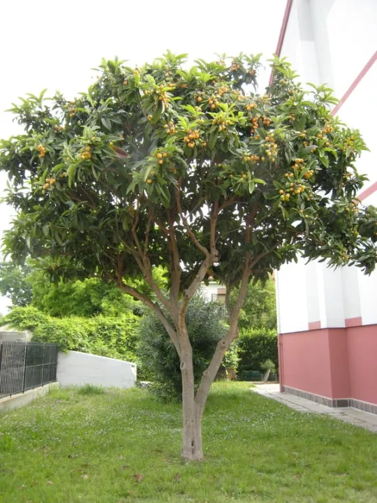 Eriobotrya japonica