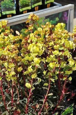 Euphorbia amygdaloides purpurea