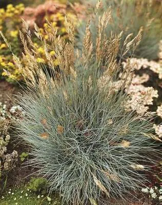 Festuca glauca 'Elijah Blue'