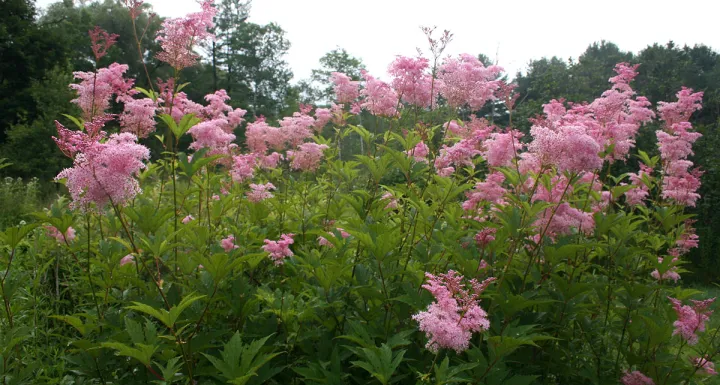 Filipendula rubra 'Venusta'