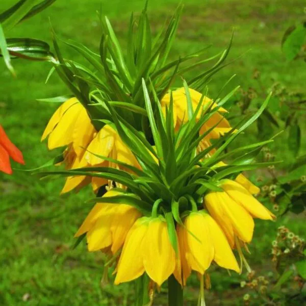 Fritillaria lutea (geel)