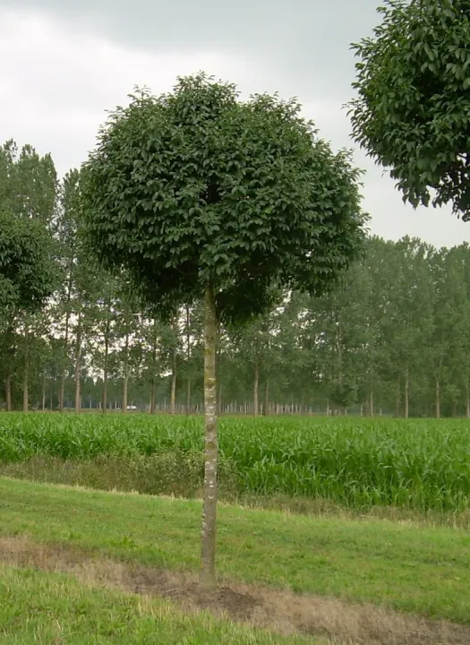 Fraxinus ornus 'Mecsek'