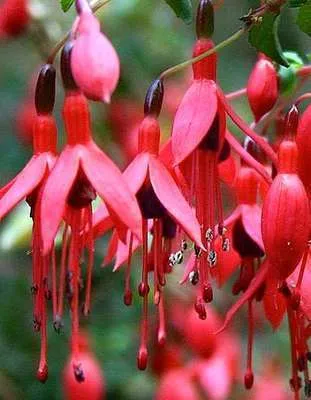 Fuchsia hybribe 'Riccartonii'