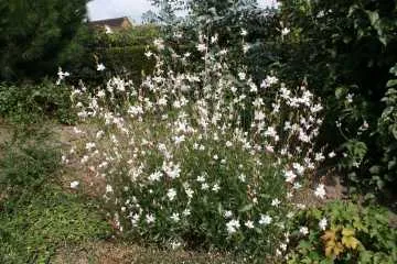 Gaura lindheimeri 