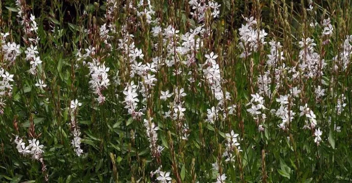 Gaura lindheimeri 'White Dove'
