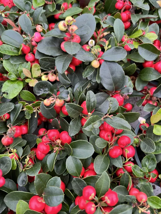 Gaultheria procumbens Very Berry