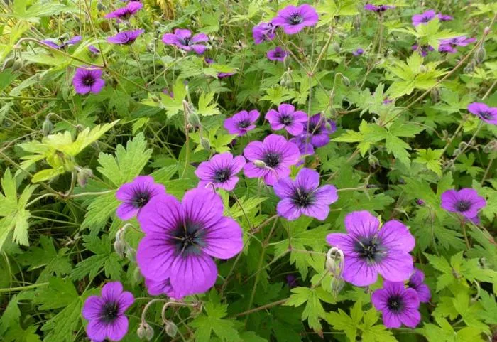 Geranium 'Ann Folkard'