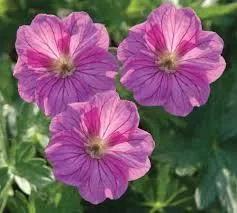 Geranium 'Blushing Turtle'