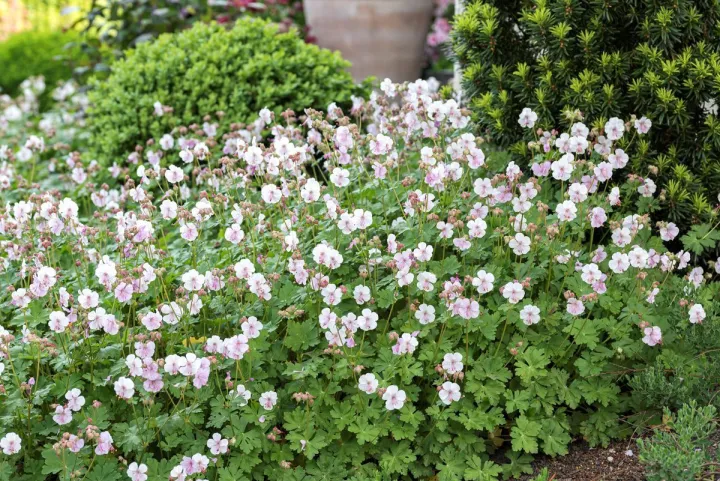 Geranium cantabrigiense (x) 'Biokovo'