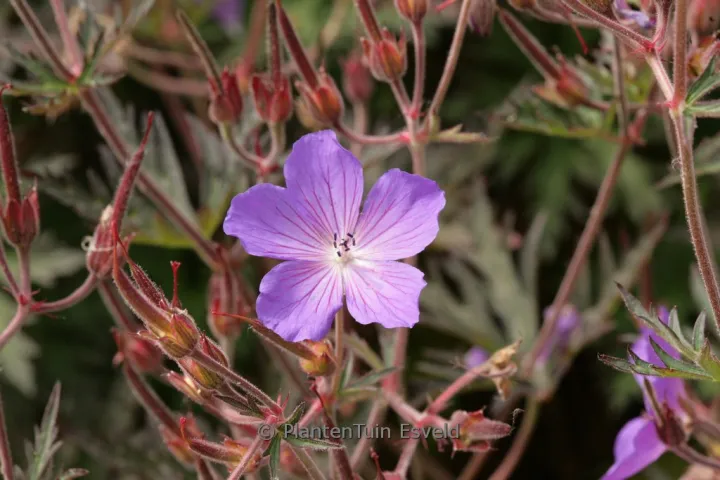 Geranium 'Femme Fatal'