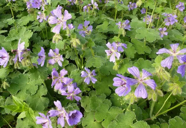 Geranium renardii 'Philipe Vapelle'