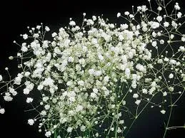 Gypsophila paniculata 'Snowflake'