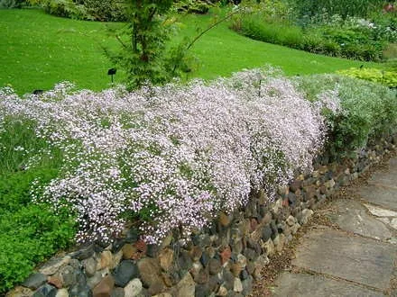 Gypsophila 'Rosenschleier'