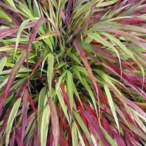 Hakonechloa macra 'Beni Kaze'
