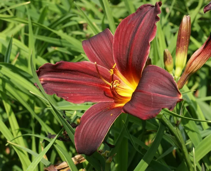 Hemerocallis 'American Revolution'