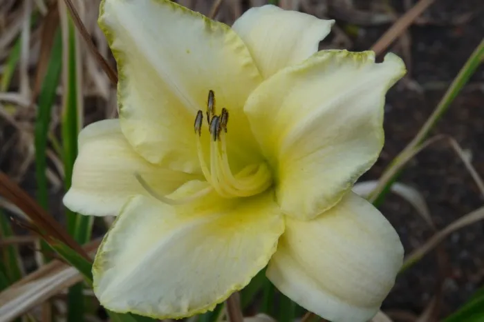 Hemerocallis 'Arctic Snow'