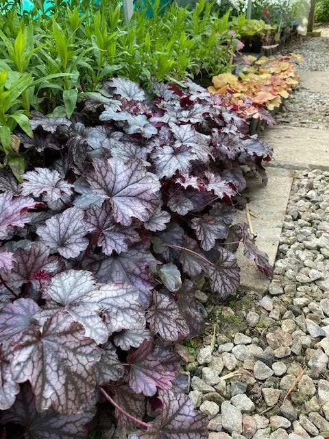 Heuchera 'Blackberry'