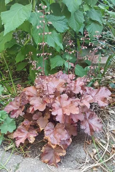 Heuchera 'Boysenberry'