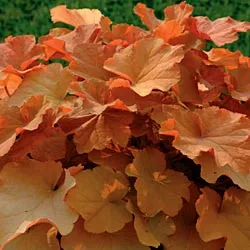 Heuchera 'Caramel'  ®